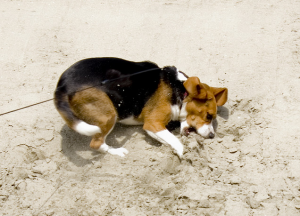 Les dangers de la plage pour votre chien ( partie I).