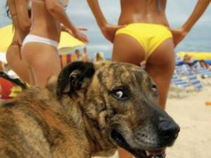 Les dangers de la plage pour votre chien ( partie I).