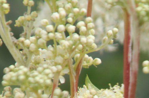 2 filipendula boutons paris 23 juin 2012 .jpg