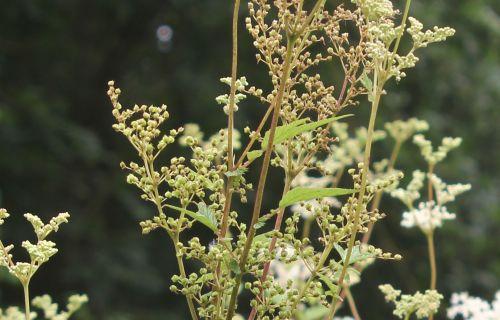 5 rec romilly 16 juil 2012 130.jpg