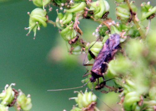 7 bestiole romilly 16 juil 2012 115.jpg