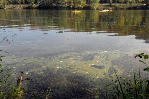 La pollution lumineuse entraine les cyanobacteries