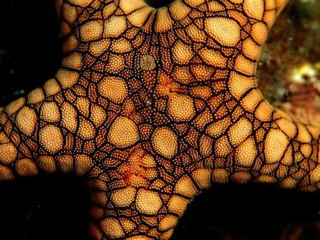 Étoile de mer Étoile de mer