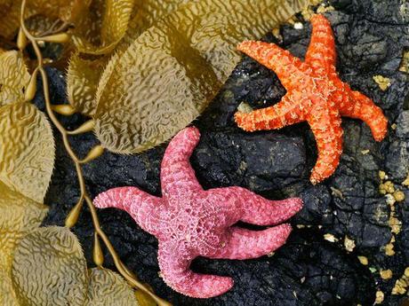 Étoile de mer Étoile de mer