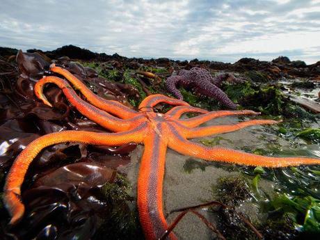 Étoile de mer Étoile de mer
