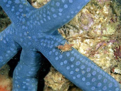 Étoile de mer Étoile de mer