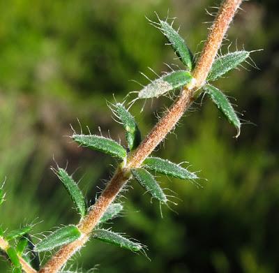 Erica tetralix, la Bruyère des marais