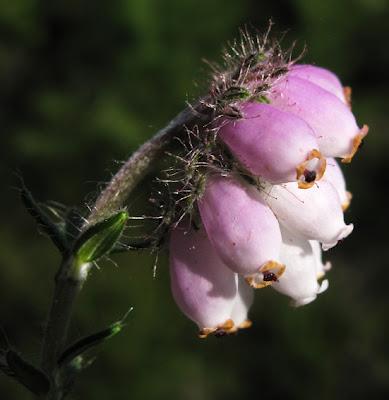 Erica tetralix, la Bruyère des marais