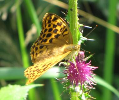 120718 Le grand nacré (1).jpg