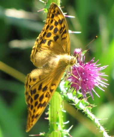 120718 Le grand nacré (2).jpg