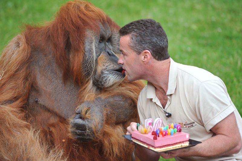 Joyeux anniversaire... Major, un orang-outan de Sumatra, a fêté ses 50 ans mardi au zoo de la Boissière-du-Doré (ouest de la France). Un âge plus que respectable qui fait de lui le plus vieil orang-outang au monde. Père de seize enfants, l'imposant singe de 125 kg s'est vu offrir pour l'occasion, et comme chaque année, un fraisier dont il a soufflé les bougies à plusieurs reprises avant de déguster le gâteau à la cuillère. Né en 1962 dans la forêt indonésienne, Major a été capturé sept ans plus tard puis importé par un zoo allemand, pour arriver en mars 1989 au zoo de la Boissière-du-Doré, qui en a fait sa mascotte.