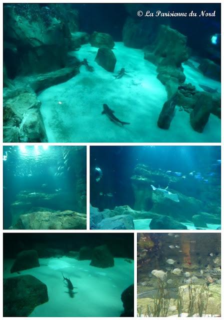 L’Aquarium de Paris en nocturne…