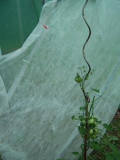 Le voile d'hivernage, utile aussi l'été !