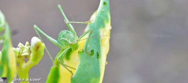 Sauterelle-verte