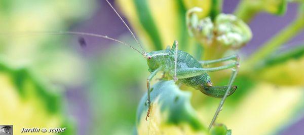 Leptophyes-punctatissima