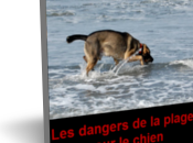 dangers plage pour chien ebook