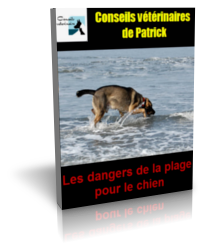 Les dangers de la plage pour le chien : ebook