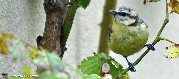 Mésange-dans-le-rosier