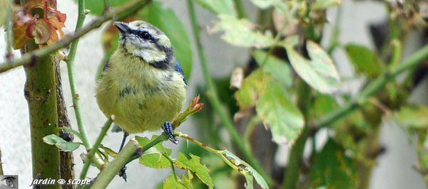 Mésange-bleue-dans-le-rosier