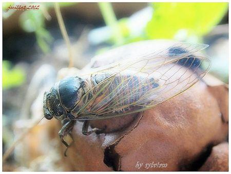 cigale du jardin 1