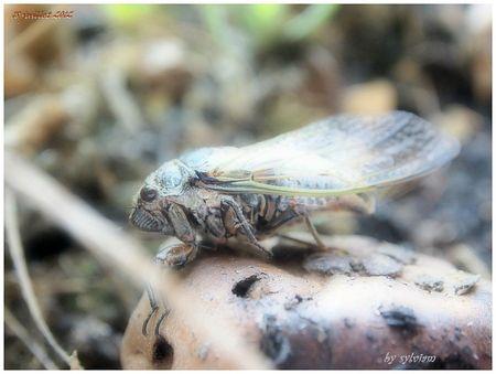 cigale a la maison 3