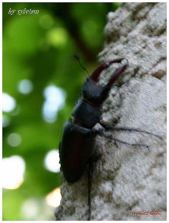 gros sacarabé volant