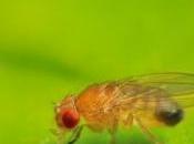 DOPAMINE, substance messagère l’apprentissage Nature