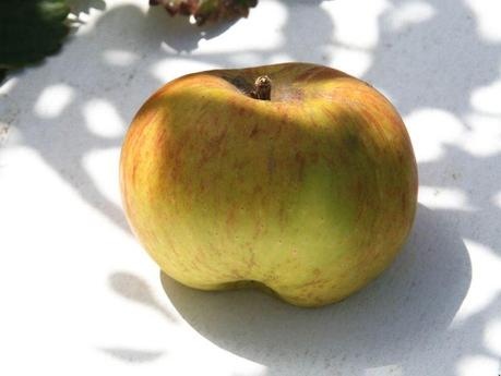 James Grieve James Grieve