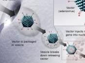 MÉDICAMENT: Première thérapie génique pour approbation EMA-CHMP