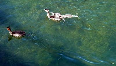 Grèbes huppés et juvéniles sur le lac de Constance