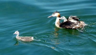 Grèbes huppés et juvéniles sur le lac de Constance