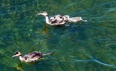 Grèbes huppés et juvéniles sur le lac de Constance