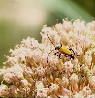 LA PHOTO DE LA SEMAINE #25 (prise # 3455669) LA PHOTO DE LA SEMAINE #25 (prise # 3455669)