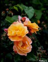 LA PHOTO DE LA SEMAINE #25 (prise # 3455669) LA PHOTO DE LA SEMAINE #25 (prise # 3455669)