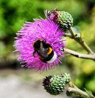 LA PHOTO DE LA SEMAINE #25 (prise # 3455669) LA PHOTO DE LA SEMAINE #25 (prise # 3455669)