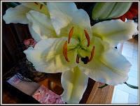 LA PHOTO DE LA SEMAINE #25 (prise # 3455669) LA PHOTO DE LA SEMAINE #25 (prise # 3455669)