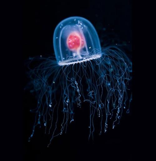 immortal jellyfish La turritopsis nutricula (meduse) est biologiquement immortelle ?