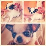 Cherry Dog sur Instagram