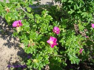 Promesses (plus ou moins) tenues…