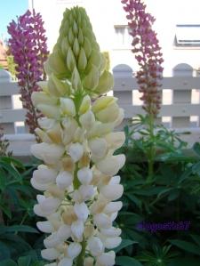 Promesses (plus ou moins) tenues…