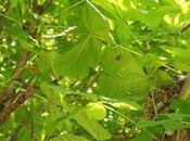 nouveau dans famille !!!!!