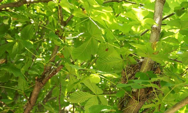 anteketborka.blogspot.com, new12