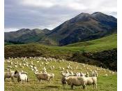 Nouvelle-Zélande, agriculteurs veulent subventions