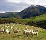 En Nouvelle-Zélande, les agriculteurs ne veulent pas de subventions