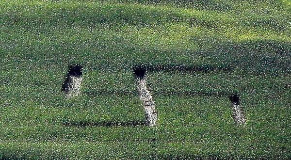 Une croix gammée tracée dans un champ en Allemagne, en août 2010. REUTERS/Michael Dalder.