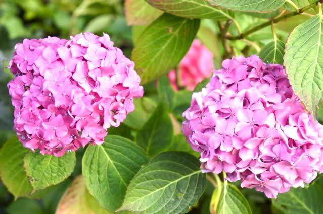 Image and video hosting by TinyPic