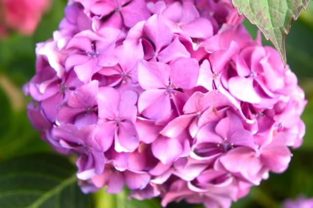 Image and video hosting by TinyPic