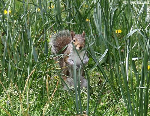 Ch'ti écureuil