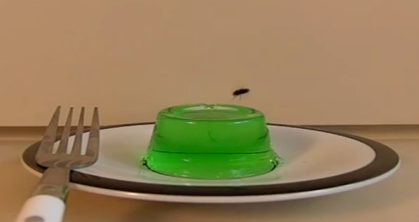 Bug-A-salt : le fusil d’assaut anti-mouches