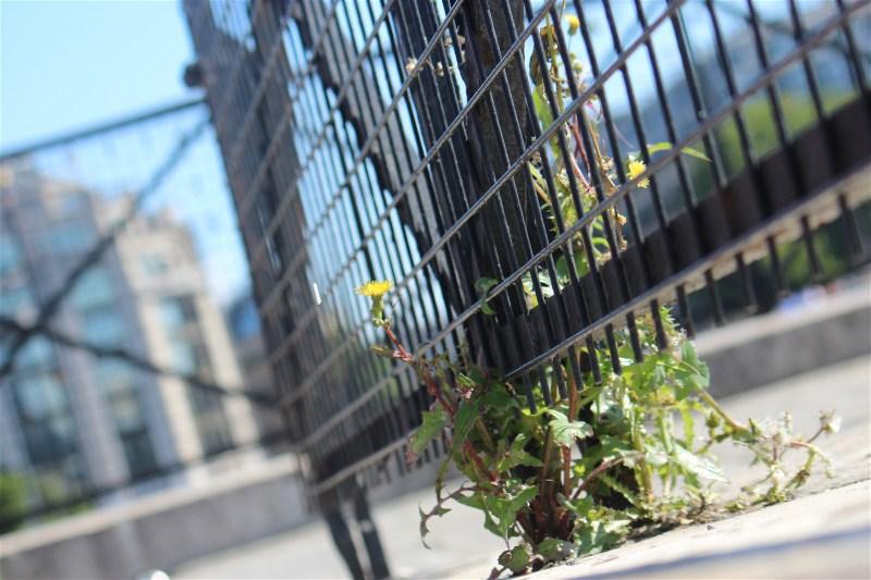 Mon premier concours photo!